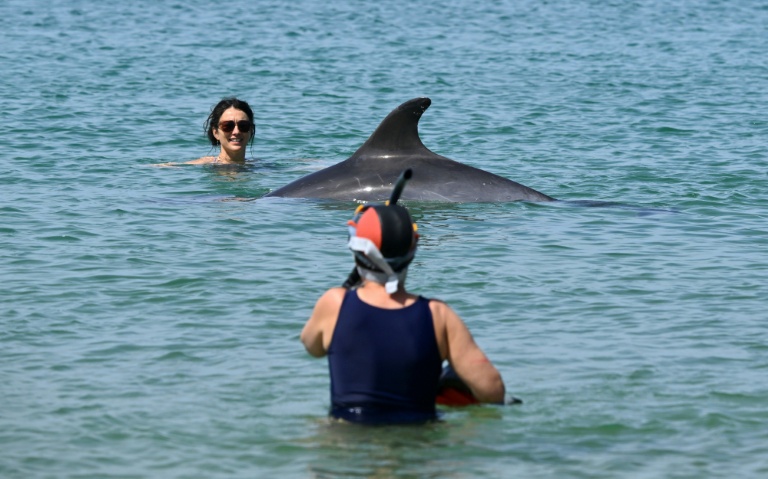 The Perilous Charms of a Wild Dolphin: A French Coastal Enigma