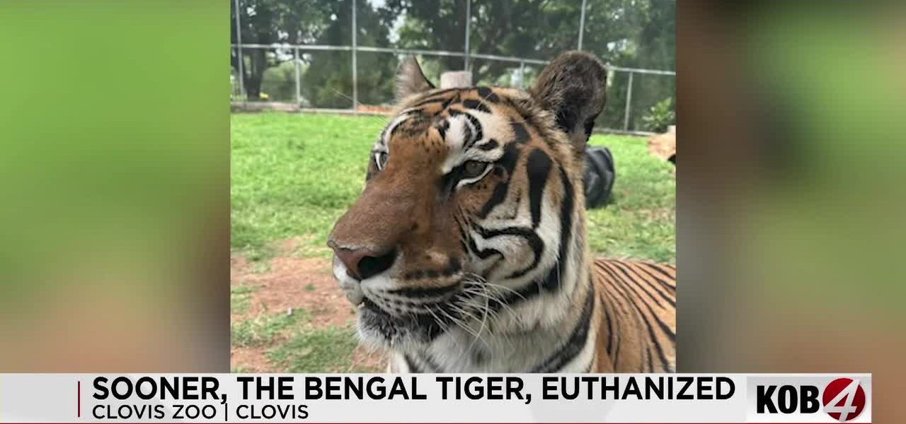 The Fading Roar: Clovis’s Bengal Tiger and the Unseen Costs of Conservation