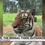 The Fading Roar: Clovis’s Bengal Tiger and the Unseen Costs of Conservation