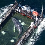 The Perilous Freedom: Timmy the Humpback’s Odyssey Exposes Fractured Ocean Policy