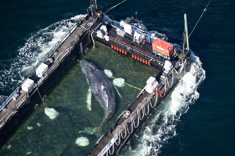 The Perilous Freedom: Timmy the Humpback’s Odyssey Exposes Fractured Ocean Policy