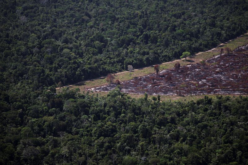 Greenwashing or Greenlight? Brazil Stalls Deforestation Loan Ban Amidst Amazon Crunch