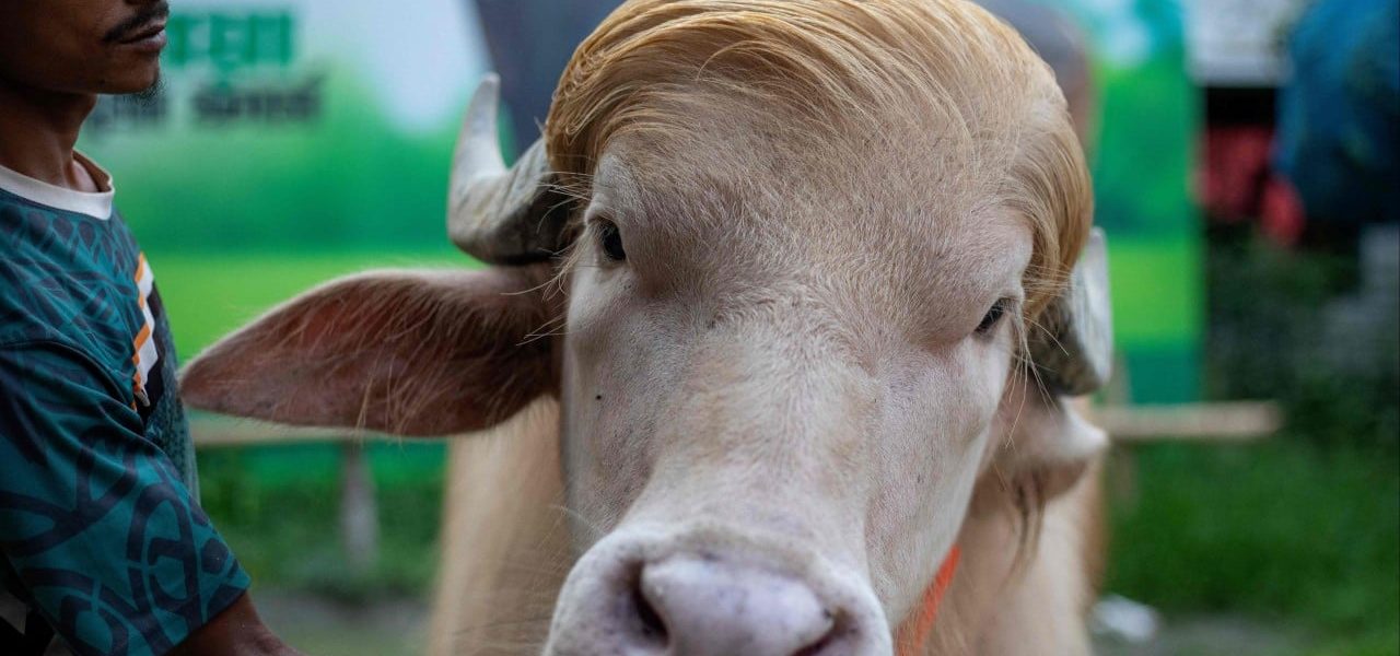 Bangladesh’s ‘Trump’ Buffalo: From Sacred Rite to Celebrity Status in Dacca