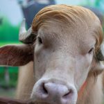 Bangladesh’s ‘Trump’ Buffalo: From Sacred Rite to Celebrity Status in Dacca Bangladesh’s ‘Trump’ Buffalo: From Sacred Rite to Celebrity Status in Dacca
