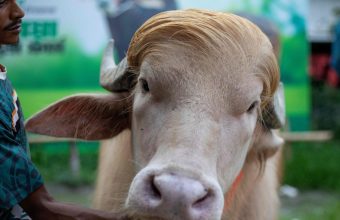 From Sacred Slab to Celebrity Stroll: How a ‘Trump’ Buffalo Shook up Bangladesh