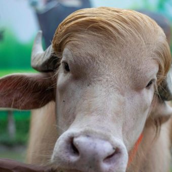 Blond Bovine’s Reprieve: When Public Outcry Trumps Ancient Rituals in Bangladesh