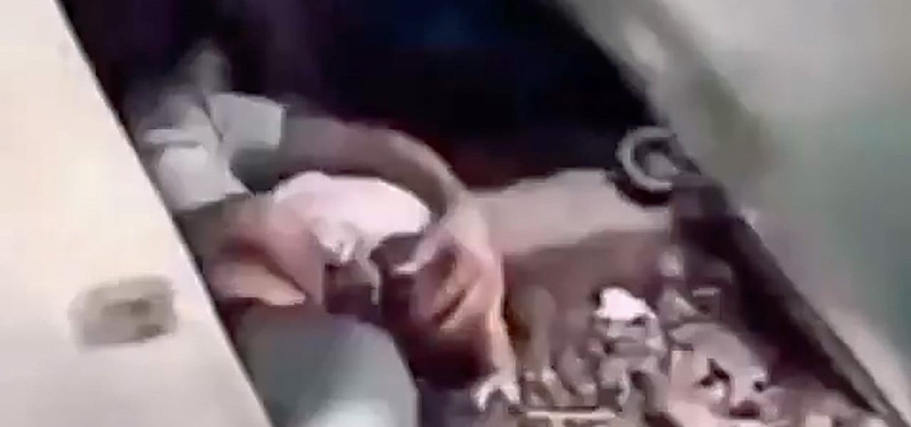 The Viral Abyss: One Father’s Desperate Act Ignites South Asia’s Safety Conundrum