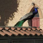 Feathers and Fury: Italy’s Peacock Predicament Pits Paradise Against Pragmatism