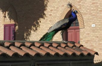 Feathers and Fury: Italy’s Peacock Predicament Pits Paradise Against Pragmatism