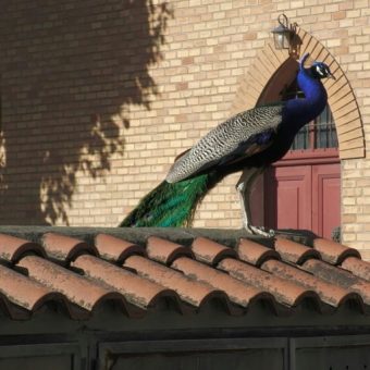 Feathers and Fury: Italy’s Peacock Predicament Pits Paradise Against Pragmatism