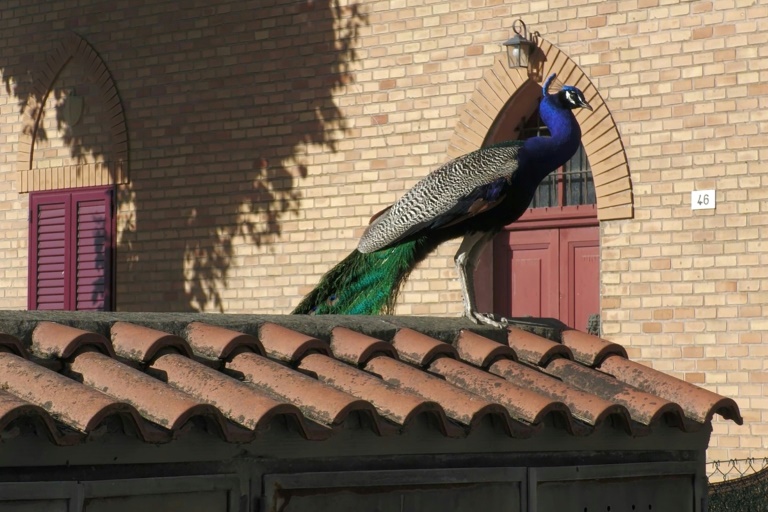 Feathers and Fury: Italy’s Peacock Predicament Pits Paradise Against Pragmatism