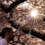 Concrete Jungles, Verdant Havens: A Global Heat Divide Unveiled by Urban Trees