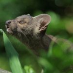 Madagascar’s Cryptic Apex Predator: The Fossa’s Enigma Unmasks Global Policy Blind Spots