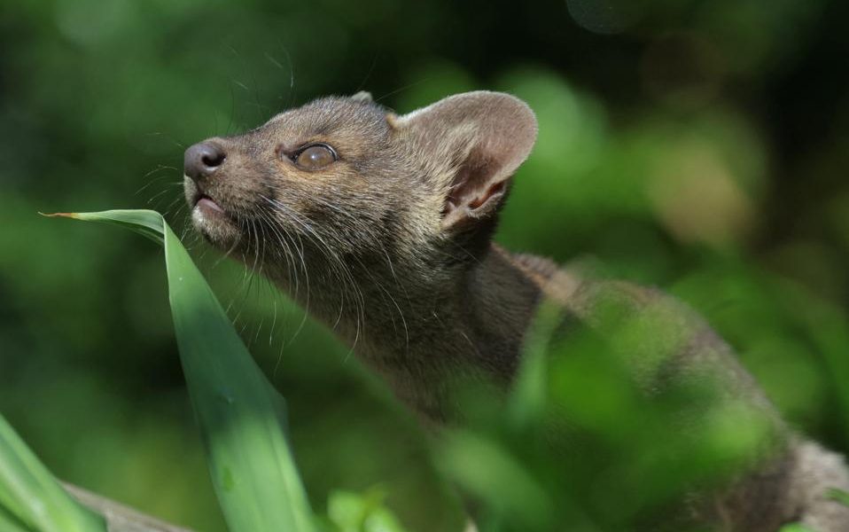 Madagascar’s Cryptic Apex Predator: The Fossa’s Enigma Unmasks Global Policy Blind Spots