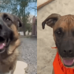 The Silent Metrics of Societal Strain: What an Unadopted Boxer Mix Says About Public Policy