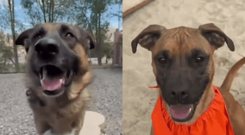 The Silent Metrics of Societal Strain: What an Unadopted Boxer Mix Says About Public Policy