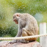 Teutonic Troubles: Germany’s Great Ape Escape Exposes Fragile Order Teutonic Troubles: Germany’s Great Ape Escape Exposes Fragile Order