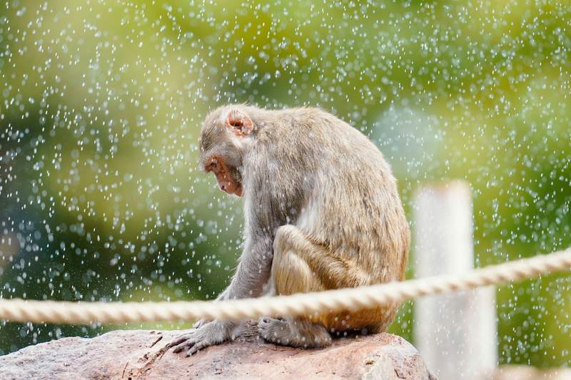 Teutonic Troubles: Germany’s Great Ape Escape Exposes Fragile Order