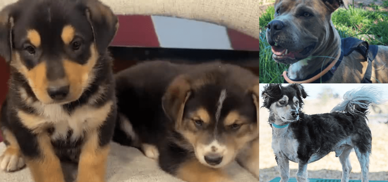 Behind the Bared Fangs: Albuquerque’s Animal Shelters Grapple with Societal Strain