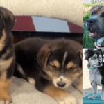Behind the Bared Fangs: Albuquerque’s Animal Shelters Grapple with Societal Strain