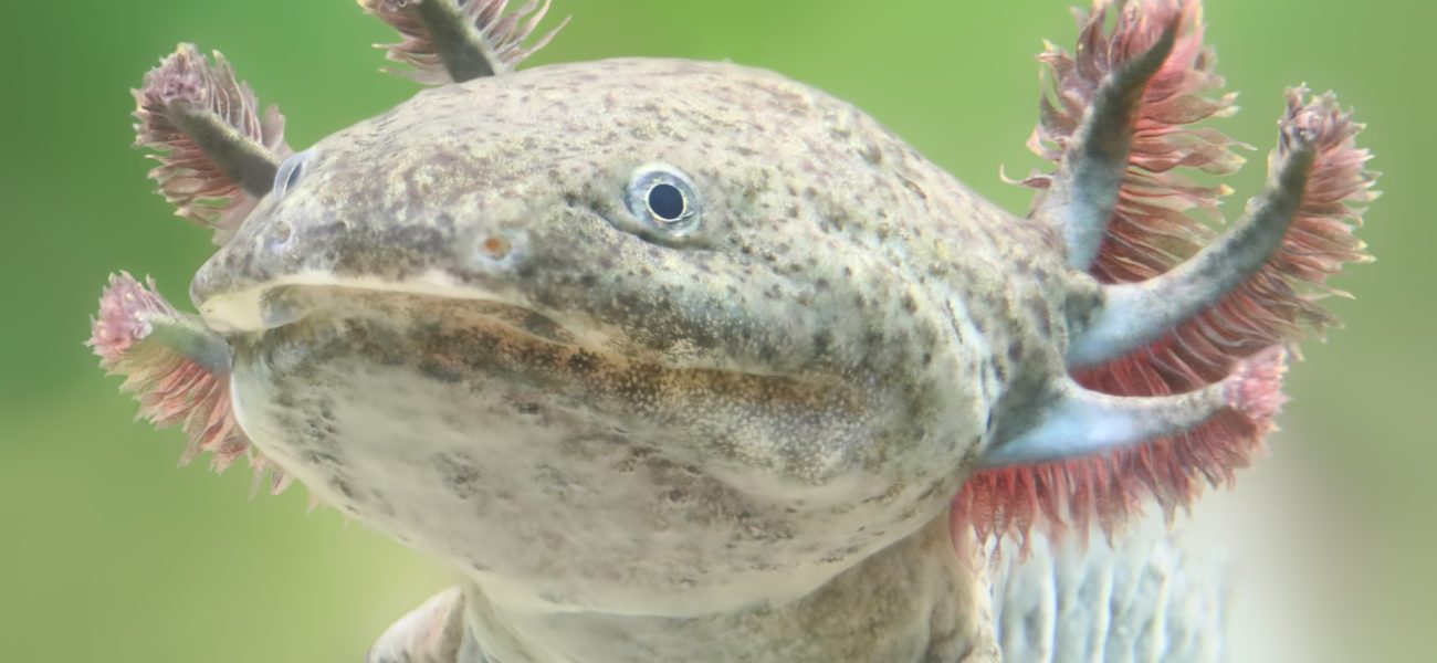 From Urban Sprawl, a Feathered Serpent’s Kin Stirs Modern Policy Debates