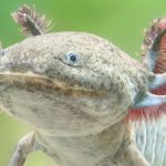 From Urban Sprawl, a Feathered Serpent’s Kin Stirs Modern Policy Debates