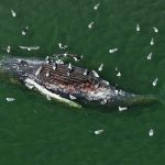 The Whale That Swallowed Germany’s Attention: ‘Timmy’s’ Demise & Europe’s Curious Gaze