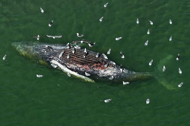 The Whale That Swallowed Germany’s Attention: ‘Timmy’s’ Demise & Europe’s Curious Gaze