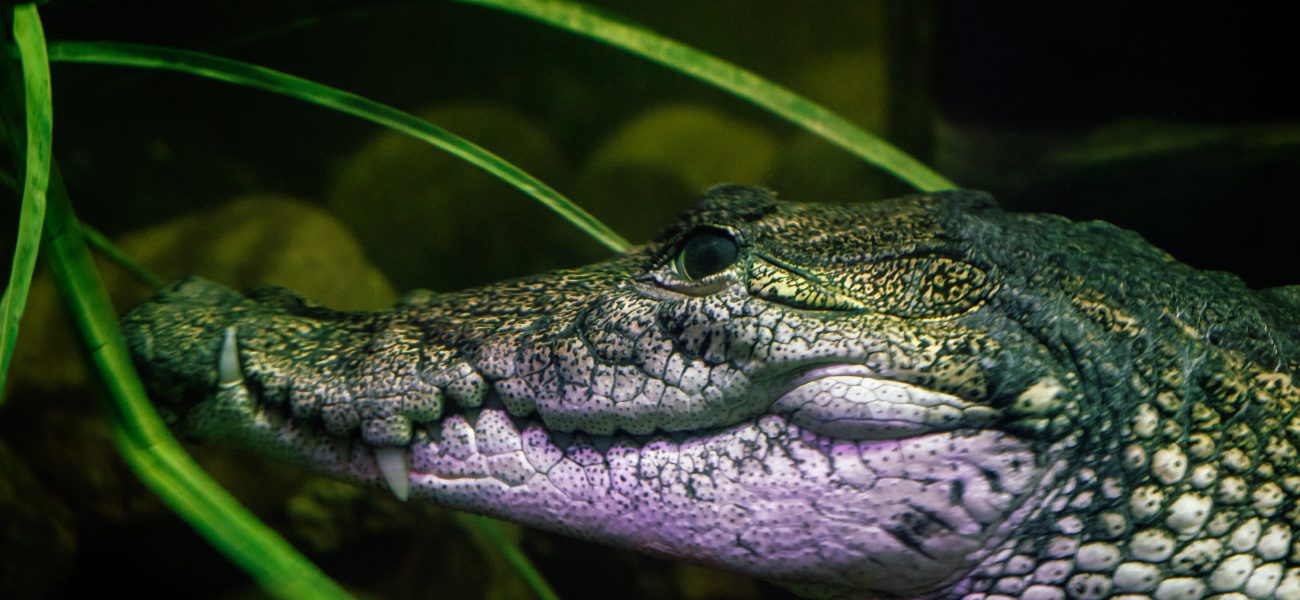 Paradise’s Peril: Tulum’s Reptilian Rebuke and Tourism’s Shifting Sands