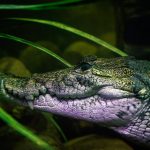Paradise’s Peril: Tulum’s Reptilian Rebuke and Tourism’s Shifting Sands
