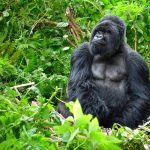 Silverback’s Shadow: The Ethical Quandary of Gorilla Tourism’s Gilded Cage Silverback’s Shadow: The Ethical Quandary of Gorilla Tourism’s Gilded Cage
