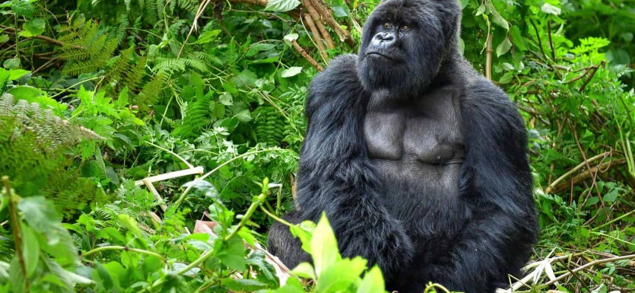 The Price of a Gaze: How Gorilla Tourism’s Ethical Tightrope Holds Africa’s Future, and What It Signals Globally
