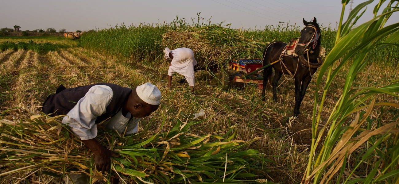 Silent Famines: Sudan’s Grain Basket Chokes as Conflict Devours Hope