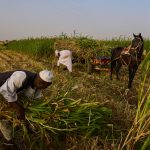 Silent Famines: Sudan’s Grain Basket Chokes as Conflict Devours Hope