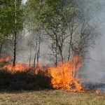 Europe’s Silent Surrender: German Wildfire Exposes Unexploded Legacy, Climate’s Cruel Hand