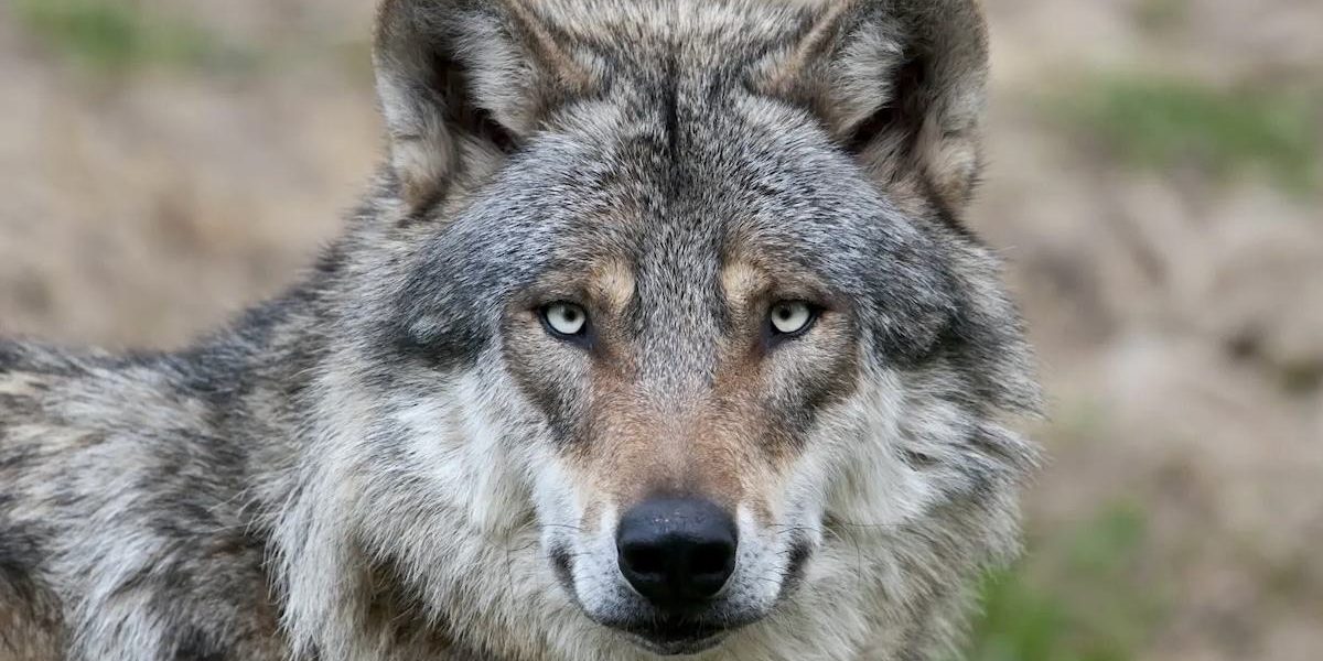 Italy’s Wild Heart Bleeds: The Silent Crisis of Hybrid Wolves Threatens an Icon