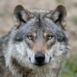 Italy’s Wild Heart Bleeds: The Silent Crisis of Hybrid Wolves Threatens an Icon