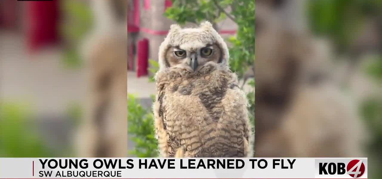 From Blazes to Brood: Albuquerque’s Fire Station Becomes Unlikely Avian Nursery, Signaling Deeper Urban Shifts