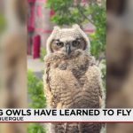 From Blazes to Brood: Albuquerque’s Fire Station Becomes Unlikely Avian Nursery, Signaling Deeper Urban Shifts