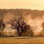 Germany’s Green Façade Cracks: Ancient Forests Succumb to Unrelenting Thirst