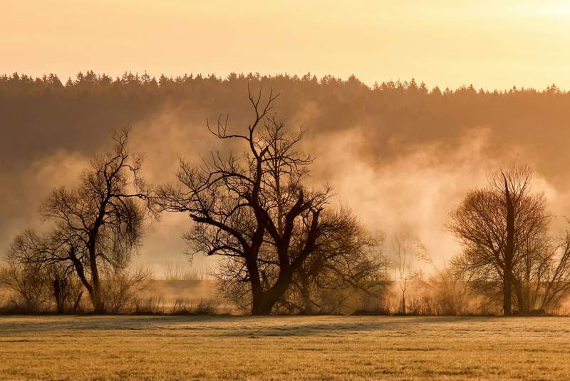 Germany’s Green Façade Cracks: Ancient Forests Succumb to Unrelenting Thirst