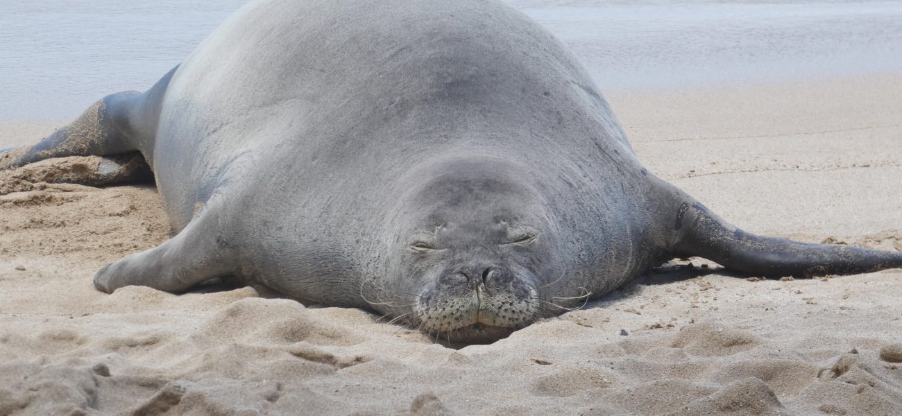 Digital Fury Erupts: Doxed Tourist and a Rock, a Seal, and Public Judgment