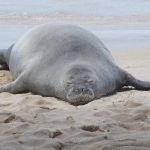 Tourist Target of Digital Mob Justice After Alleged Monk Seal Incident