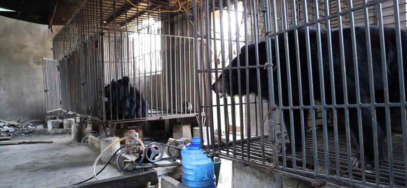 Caged Diplomacy: Two Rescued Bears, Global Scrutiny, and South Asia’s Shifting Narrative