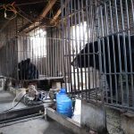 Caged Diplomacy: Two Rescued Bears, Global Scrutiny, and South Asia’s Shifting Narrative
