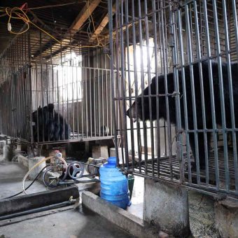 Caged Diplomacy: Two Rescued Bears, Global Scrutiny, and South Asia’s Shifting Narrative