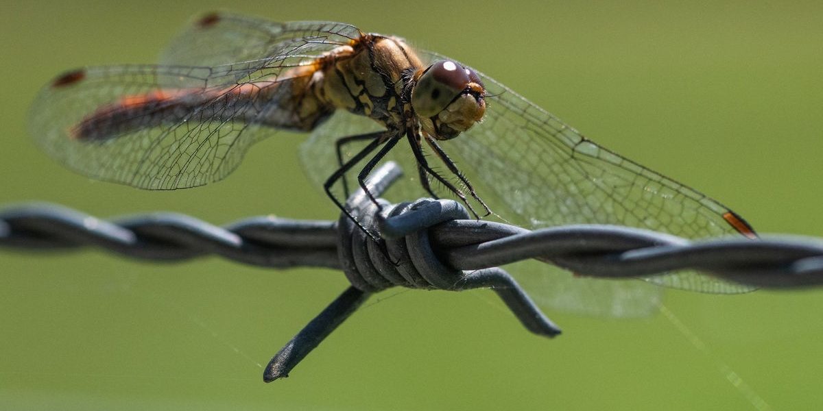 Silent Extinction: The Disappearance of a Tiny Wasp, A Colossal Omen for South Asia’s Future