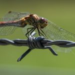 Silent Extinction: The Disappearance of a Tiny Wasp, A Colossal Omen for South Asia’s Future