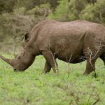 Shadows on the Safari: A Dream Derailed, South Africa Grapples with Tourist Killings