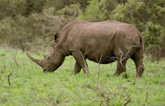 Shadows on the Safari: A Dream Derailed, South Africa Grapples with Tourist Killings